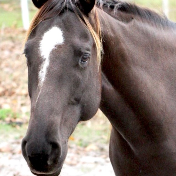 Meet your Posher, Susie - Picture 1 of 1